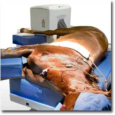 The Ellegro Limb MRI in use on a horses hindlimb