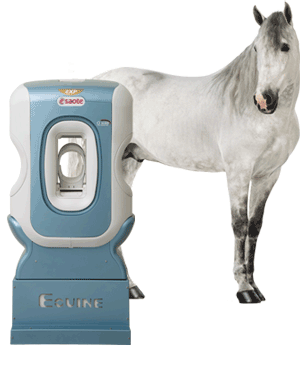 O•Scan Equine Limb MRI with horse