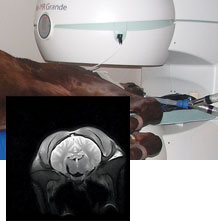 Vet-MR Grande XL in use scanning a horses head with an inset of an actual scan